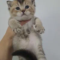 گربه خانگی نژاد دار