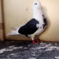 کبوتر