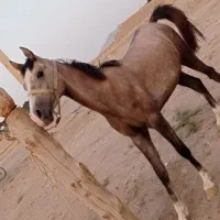 کره نریون دوساله