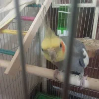 عروس هلندی نر