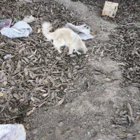 سگ پاکوتاه