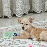 فروش و واگذاری سگ