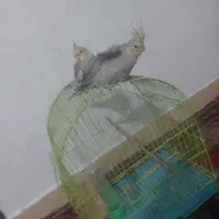 پرنده عروس هلندی