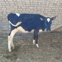 گوساله
