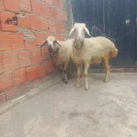 گوسفند