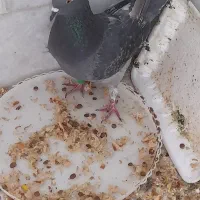 کفتر|پرنده|کرمان, |دیوار
