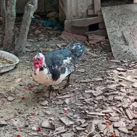 اسراییلی نروماده بزذگ