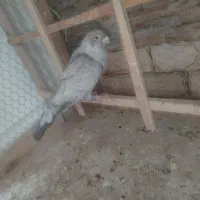 با سلام کفتر موشی نر