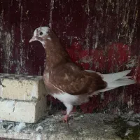 جوجه کفتر پرشی