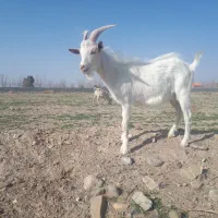 چبش سانن مخصوص نسل گیری