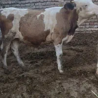 گوساله