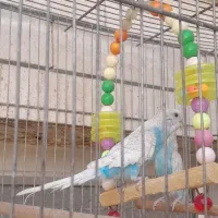 یک جفت مرغ عشق جوان بشرط همه چی