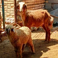 گوسفند با بره