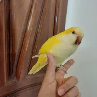 راهب زرد ماده