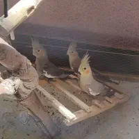 جوجه عروس هلندی ۳۰ روزه و ۴۵ روزه دستی