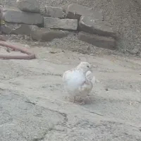 کبوتر رفتنی