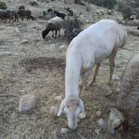 قوچ چینی یکسال
