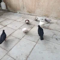 کبوتر