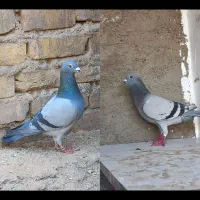 کبوتر پلاکی