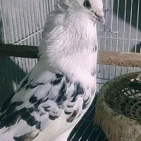 سار کاکولی