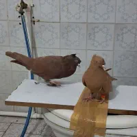 کبوتر نروماده