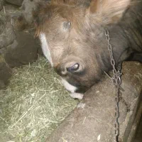 دو عدد گوساله نرو ماده