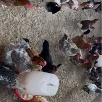 مرغ|حیوانات مزرعه|ورامین, خورین|دیوار
