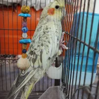 عروس هلندی گلباقالی نر