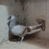 کفتر پرشی