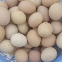 تخم مرغ و تخم غاز