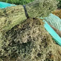 بیده ینجه|خدمات باغبانی و درختکاری|رودبار (کرمان), |دیوار