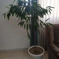 گل آپارتمانی بنجامین