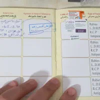 سگ ماده|سگ|بروجرد, |دیوار