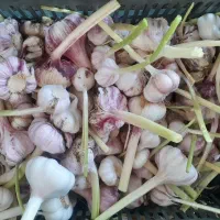 سیر زیر سورت روسیه