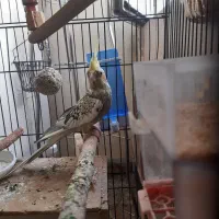 عروس هلندی