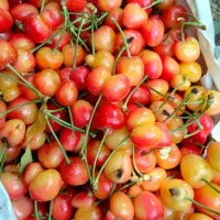 گیلاس دستچین