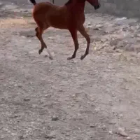 سیلمی دره شوری