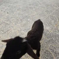 فروش بره