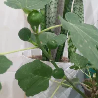 نهال میوه و گل