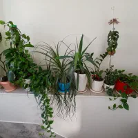 گل های آپارتمانی