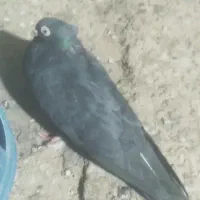 کبوتر زاغ
