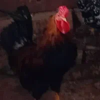 خروس جوان بومی