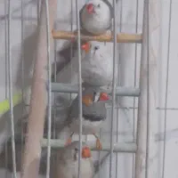 ۳۰جفت فنچ زمانتی بالغ رنگ روشن کارخونه جوجه کشی