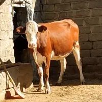 گاو دومین شکم شرابی ابستن