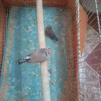 اروپایی اصیل بشرط تخم و جوجه
