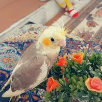 جوجه عروس هلندی