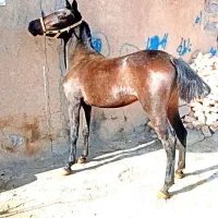 خرید فروش اسب پالونی