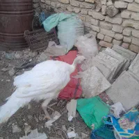 بوقلمون زنده