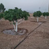 باغ انجیر جنب شهرک سنگ،بر بزرگراه استهبان نی‌ریز