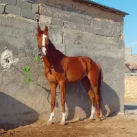اسب توروبرد